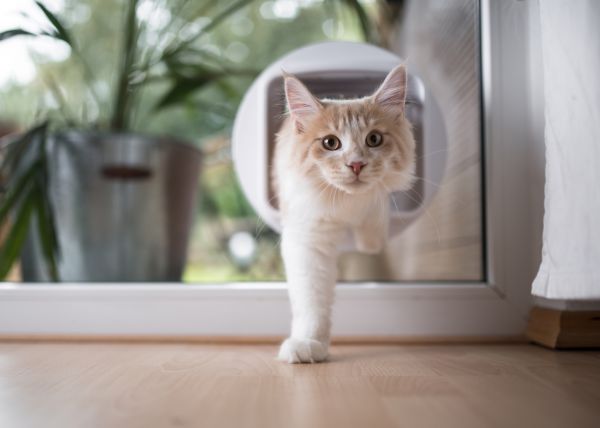 Cat Door Installation