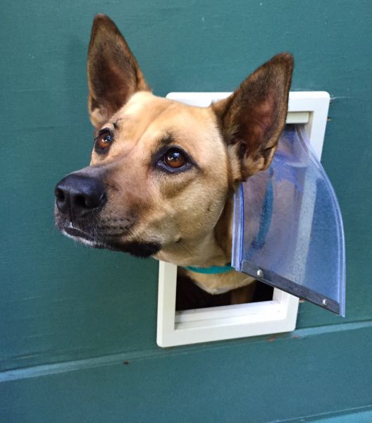 Dog Entrance Installation