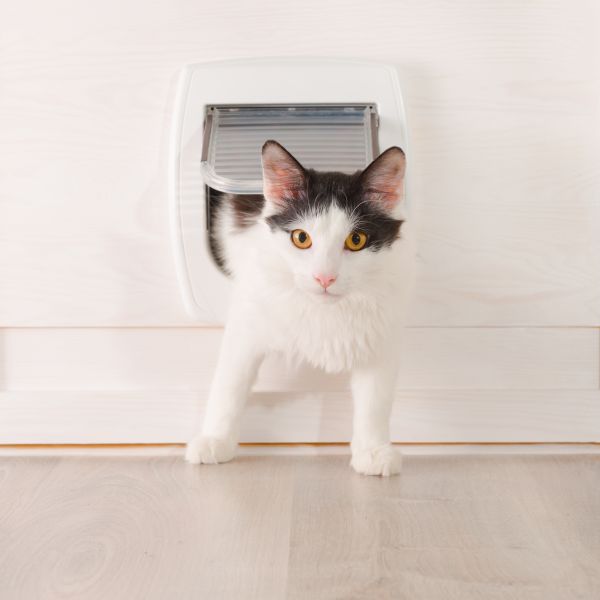 Cat Access Panel Installation