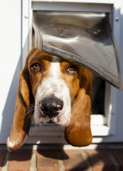 Wall Doggie Door Installation