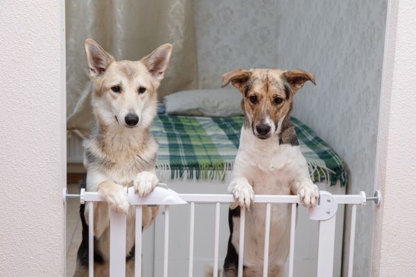 Pet Barrier Installation