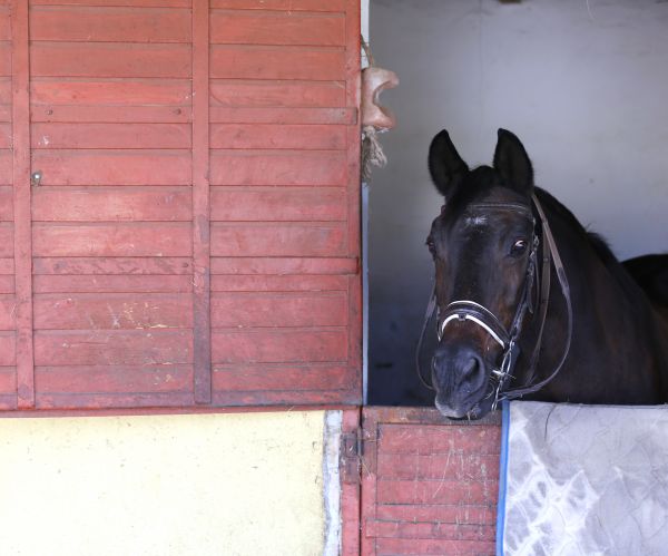 Equine Barn Door Repair